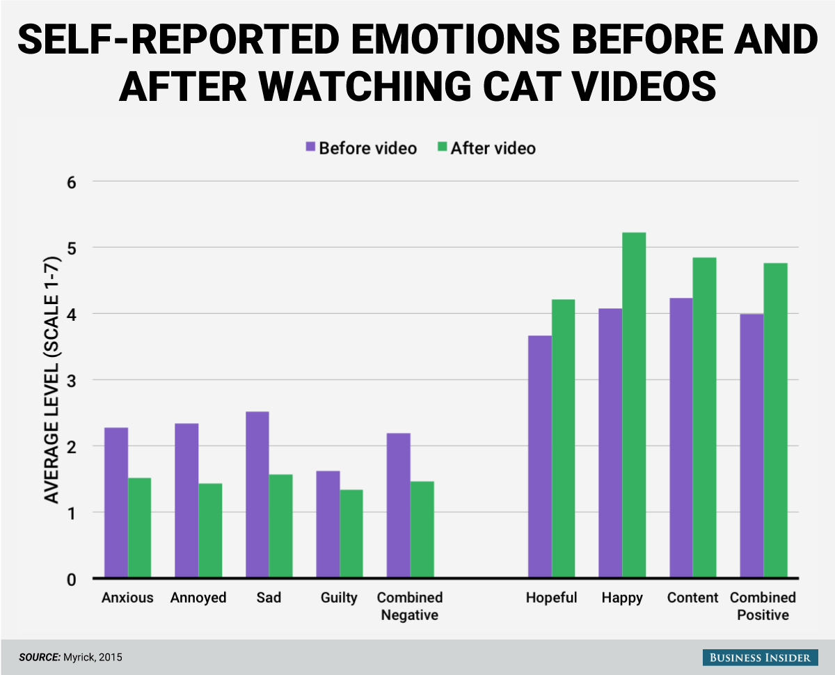 cat-video-emotions-study